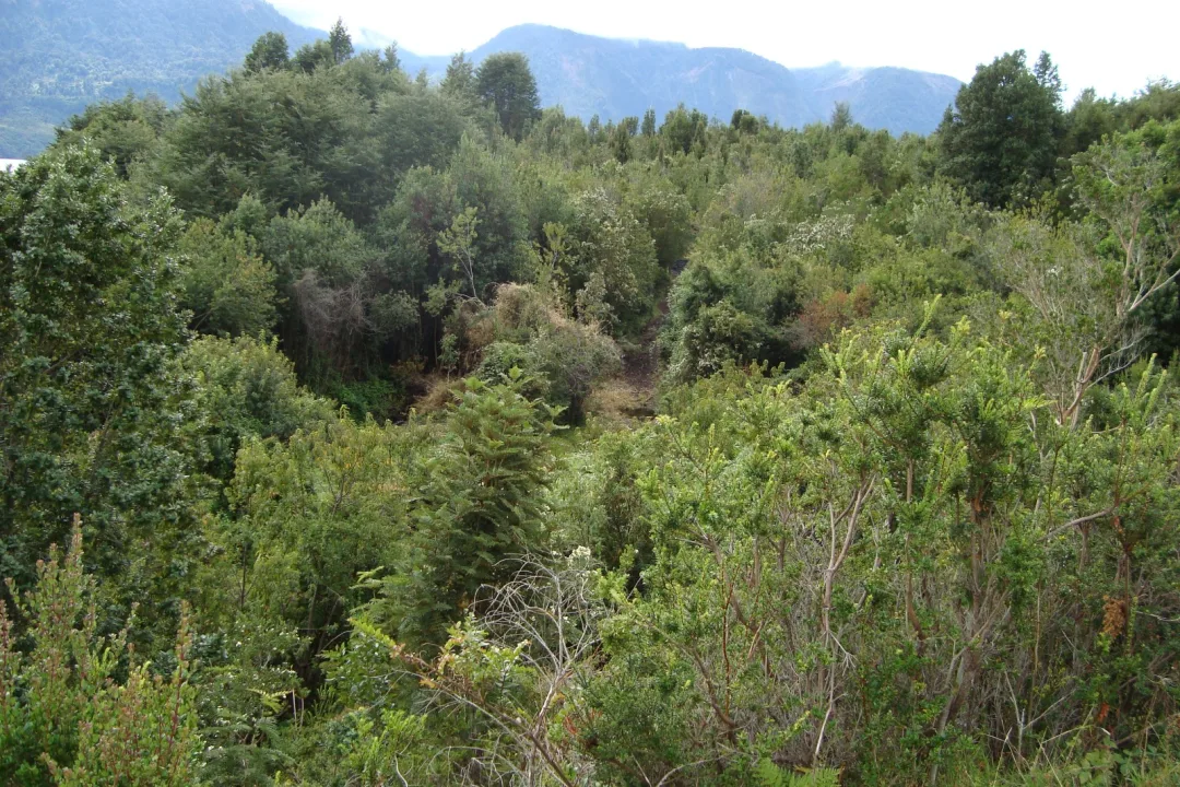 MUY BONITA PARCELA A ORILLAS DEL LAGO RUPANCO