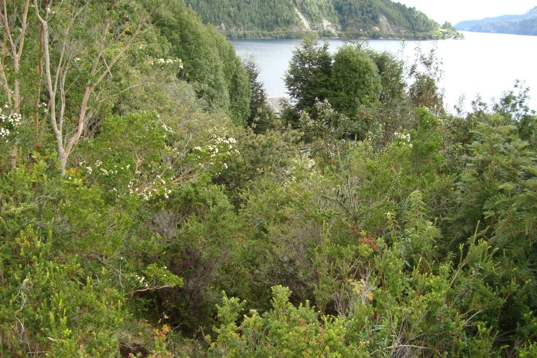 MUY BONITA PARCELA A ORILLAS DEL LAGO RUPANCO